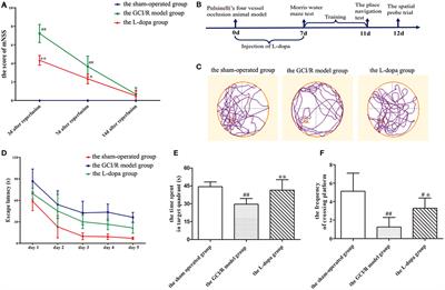 Levodopa Improves Cognitive Function and the Deficits of Structural Synaptic Plasticity in Hippocampus Induced by Global Cerebral Ischemia/Reperfusion Injury in Rats